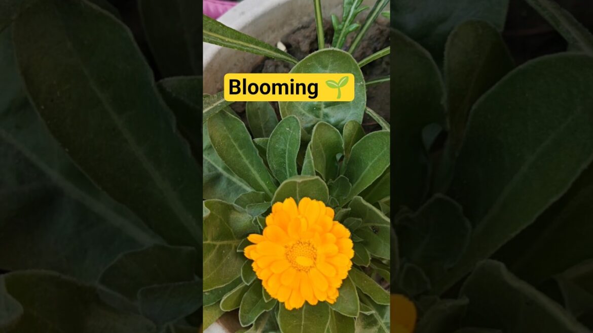 Beautiful Winter Flowers Blooming 🪴#shorts #gardening #nature