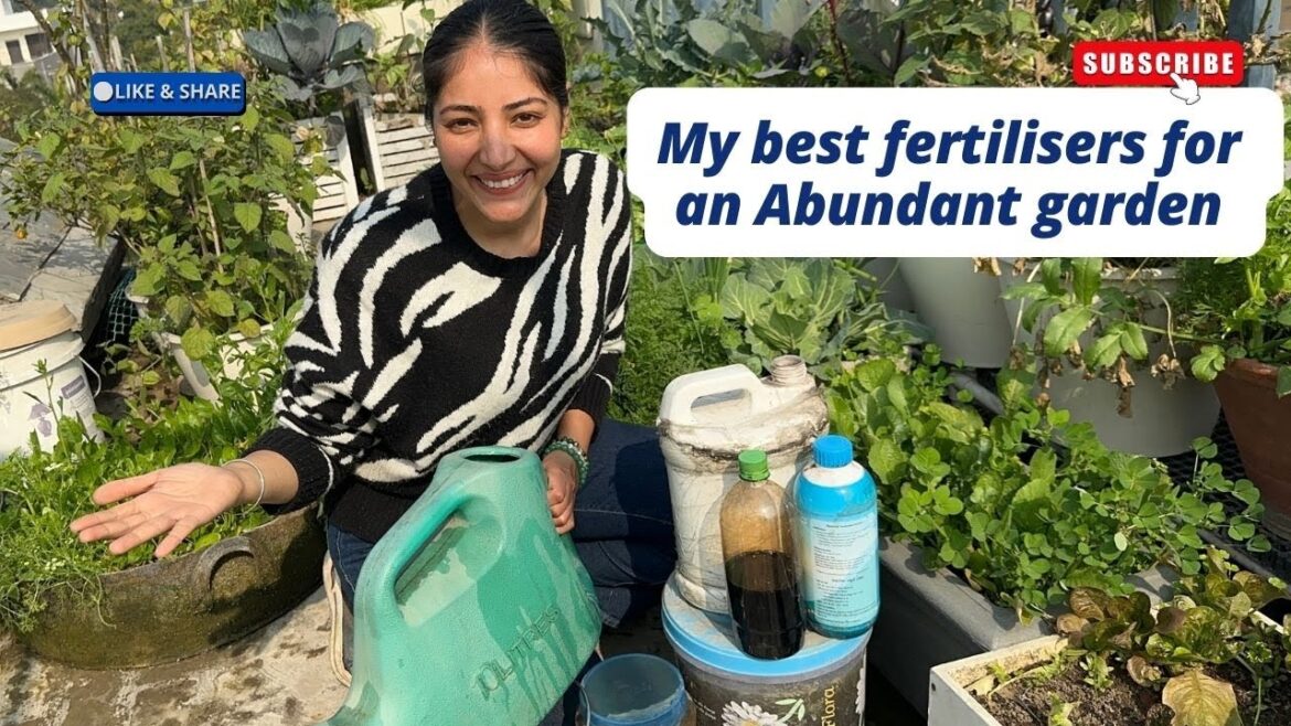 The fertilisers that I use in my edible garden|Liquid fertilisers for abundance in Kitchen gardening The fertilisers that I use in my edible garden|Liquid fertilisers for abundance in Kitchen gardening