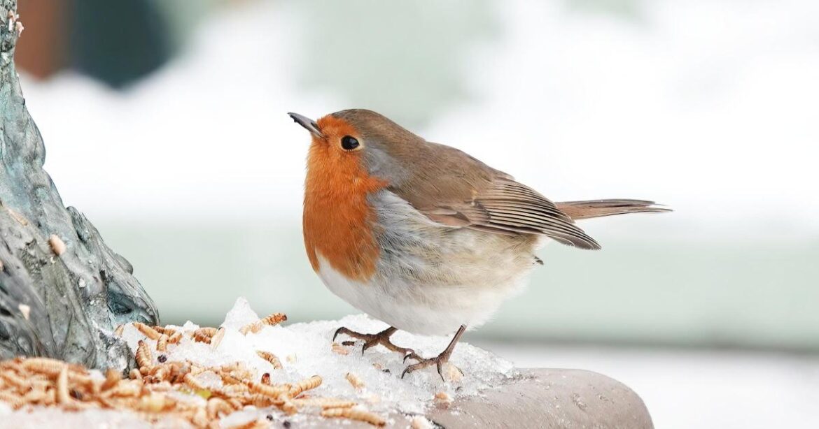 This household item could help save wildlife in your garden This household item could help save wildlife in your garden