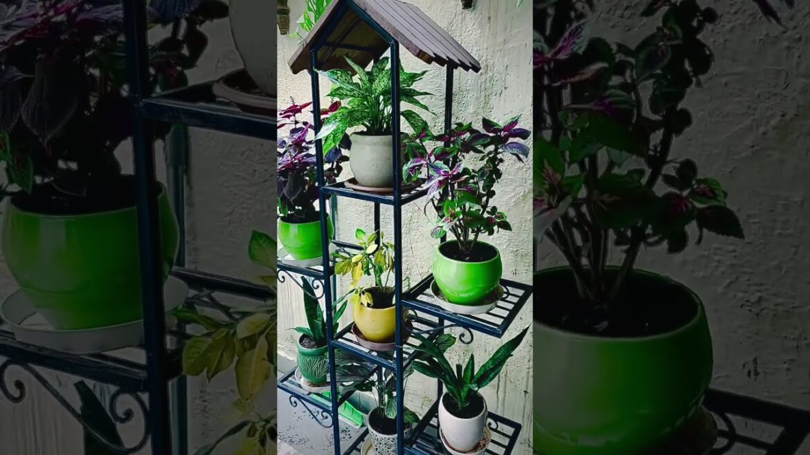 My terrace garden #shorts #shortvideo My terrace garden #shorts #shortvideo