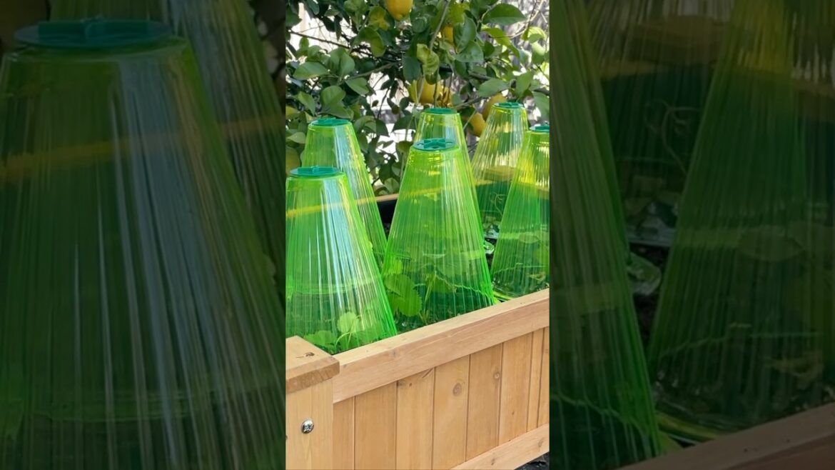 Backyard Edible Garden in Los Angeles, California #shorts #gardening #gardenideas #satisfying Backyard Edible Garden in Los Angeles, California #shorts #gardening #gardenideas #satisfying