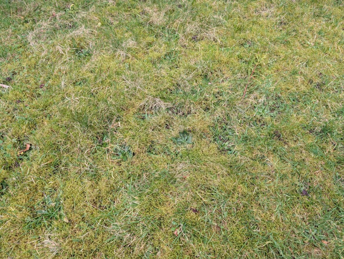 Has anyone had success with transplanting moss from one part of a garden to another, and if so how did you do it?