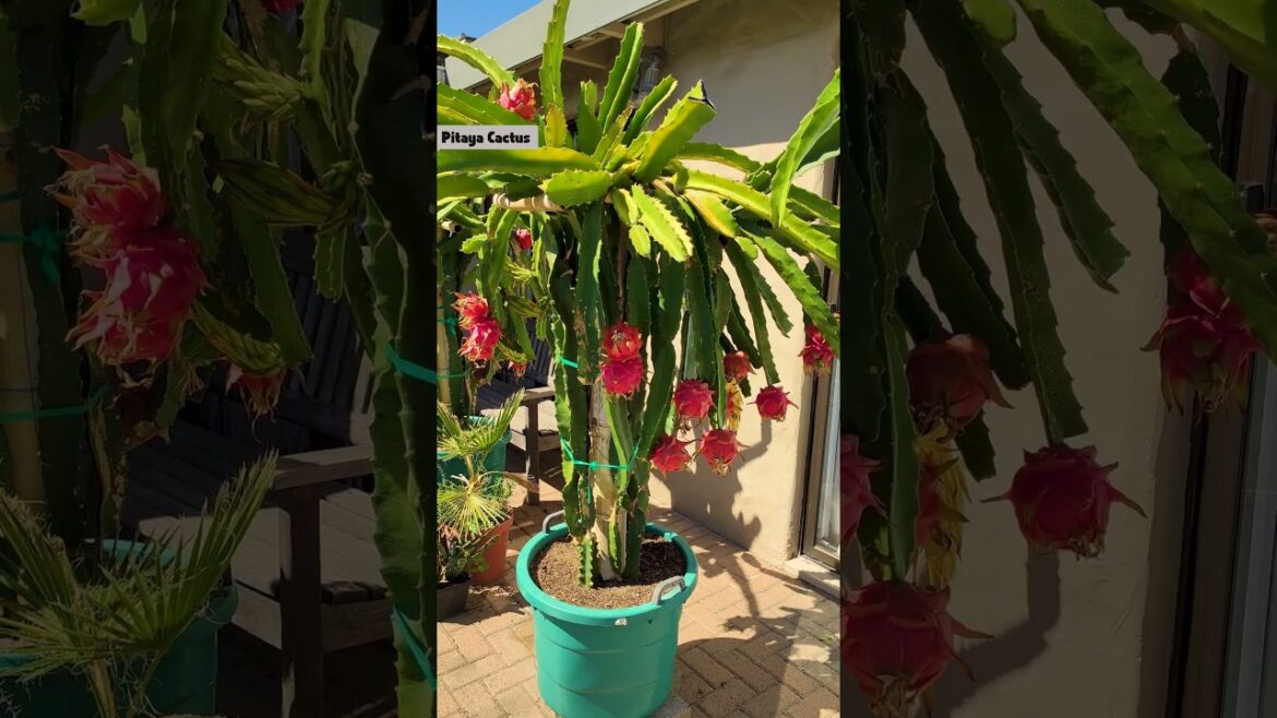 5 Succulents That Grow Fruit π΅π (Yes, You Can Eat These!) 5 Succulents That Grow Fruit π΅π (Yes, You Can Eat These!)