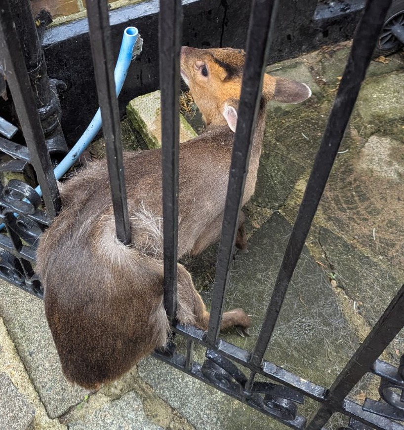 Deer stuck in garden gate rescued by RSPCA and London Fire Brigade Deer stuck in garden gate rescued by RSPCA and London Fire Brigade