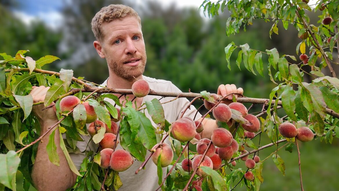 Too Many Peaches… Is That a Problem?