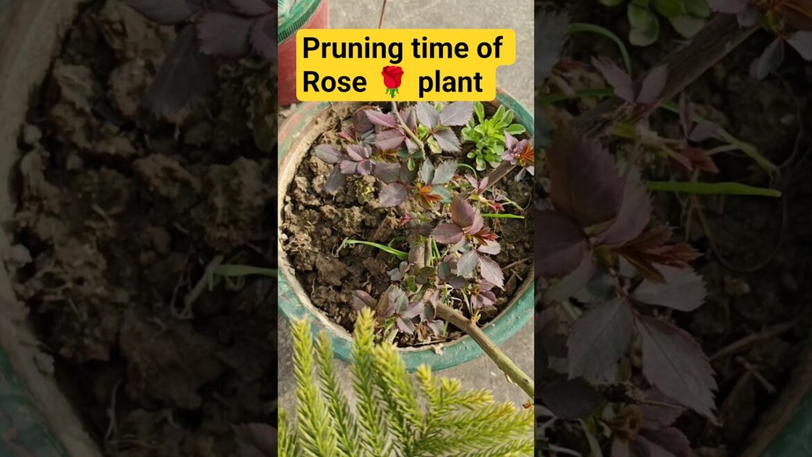 Beautiful Winter Flowers Blooming 🪴#shorts #gardening #nature