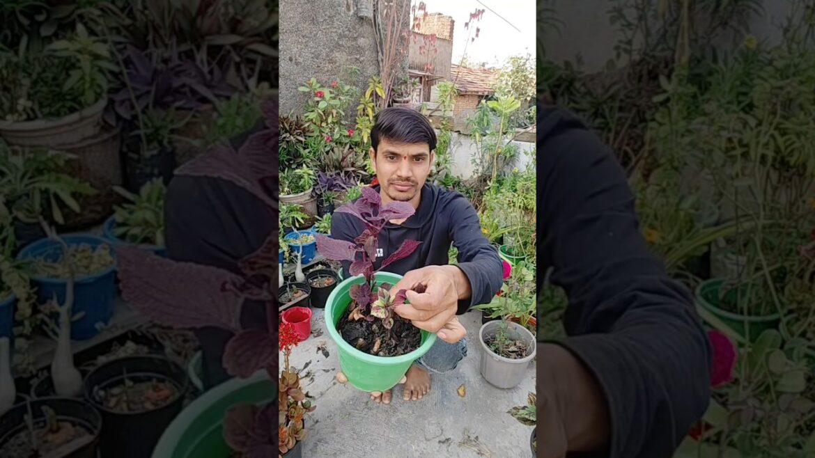 2 in 1 plant #all #gardening #greenlove #gardendesign #garden #two in one plant#gardenideas 2 in 1 plant #all #gardening #greenlove #gardendesign #garden #two in one plant#gardenideas