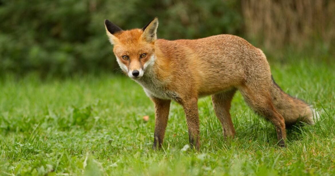 Foxes will stay away from gardens this spring if you sprinkle item on the ground Daily Mirror