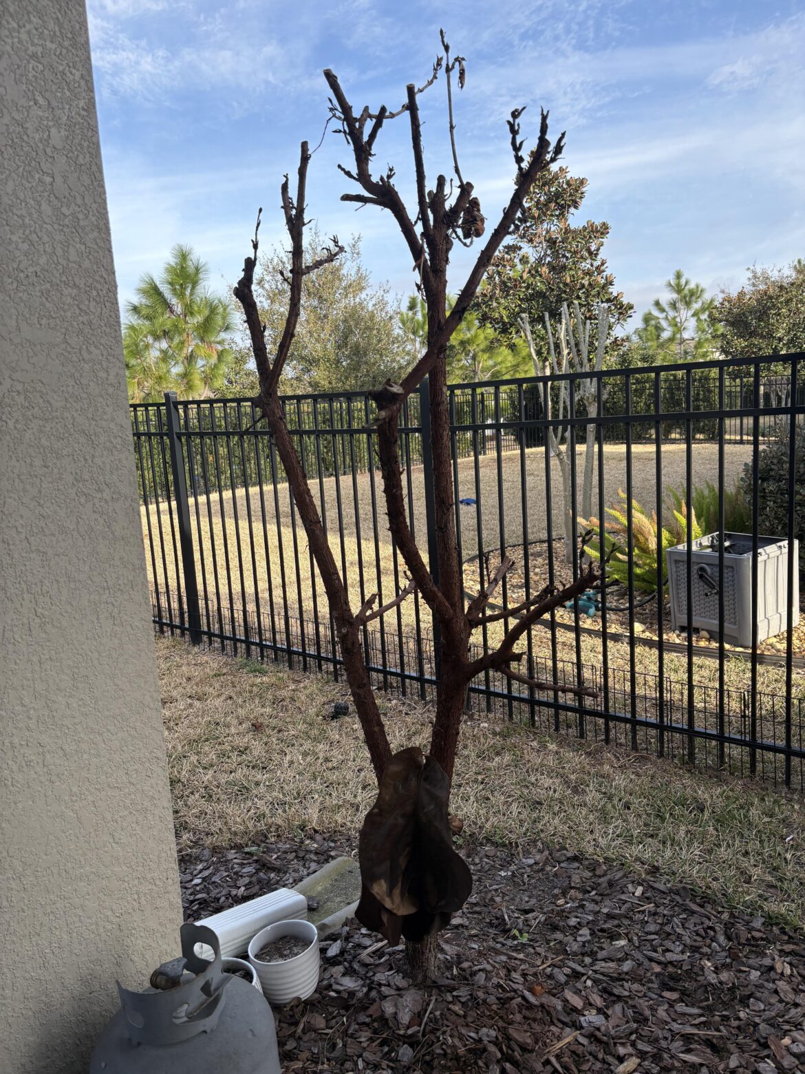 Look what the Florida winter did to my majestic fiddle