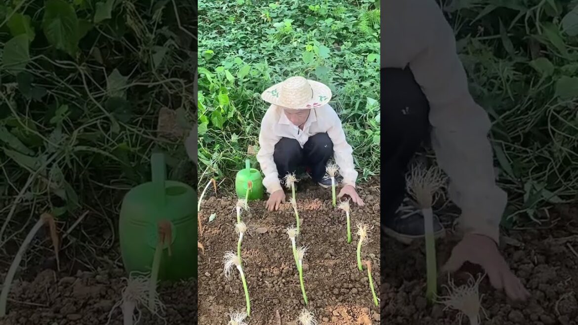 Revolutionize Your Gardening: Planting Against the Grain