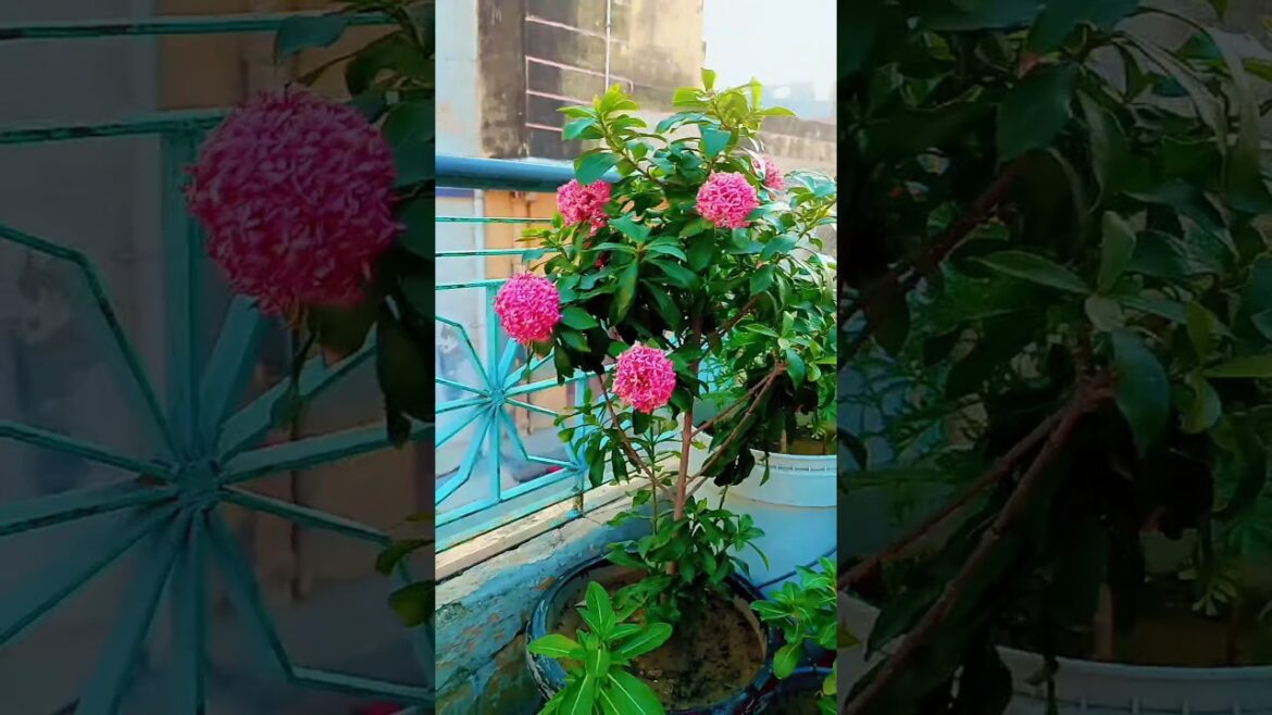 Ixora plant care tips || permanent flowering plant |#Ixora #permanentflowerplants #gardening Ixora plant care tips || permanent flowering plant |#Ixora #permanentflowerplants #gardening