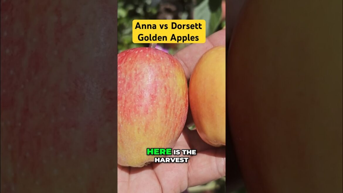 Anna vs. Dorsett Golden Apples: Harvesting & Taste Test Comparison!