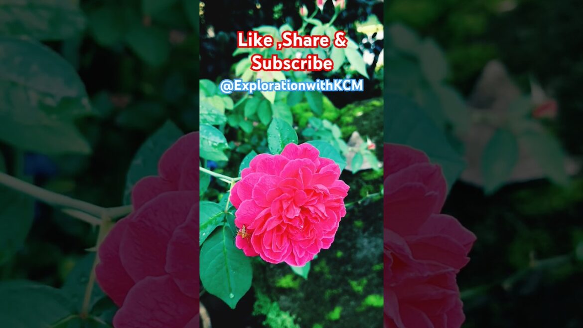 Pink Rose Flower #nature #garden #gardening #rosé #roseday ##roseday Pink Rose Flower #nature #garden #gardening #rosé #roseday ##roseday