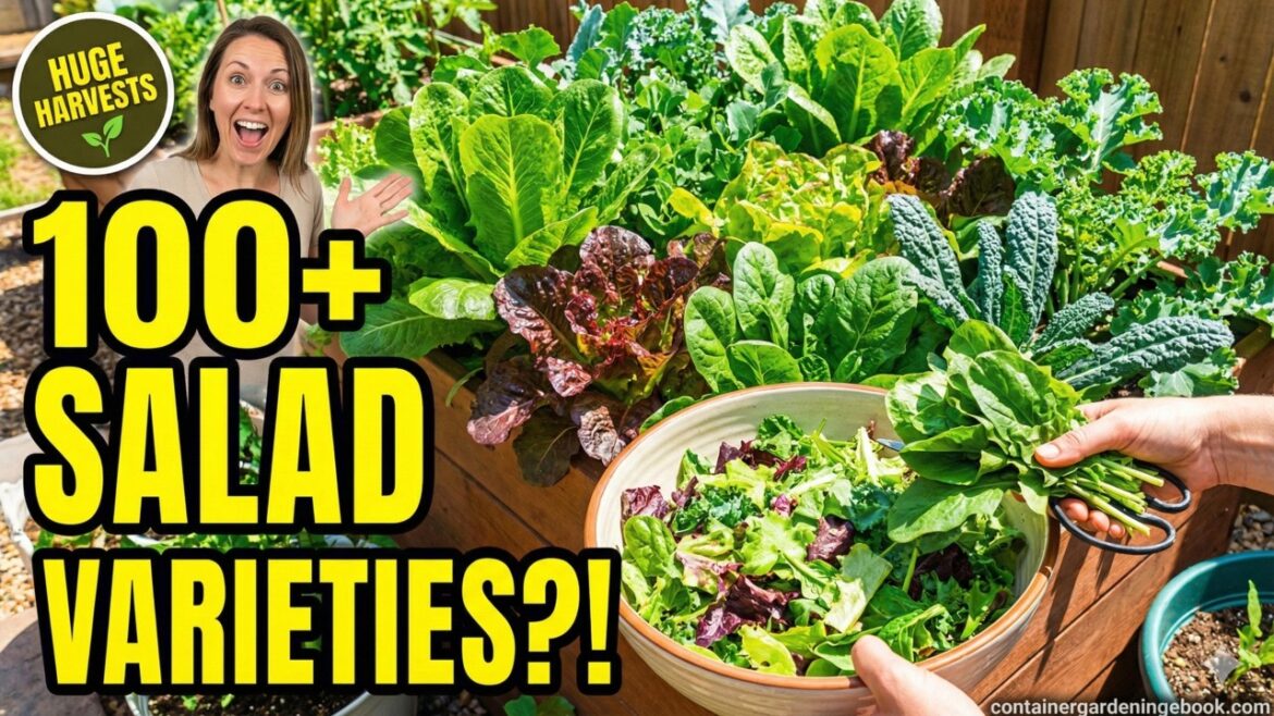 Grow 100+ Salad Varieties in Containers! 🥗🌱 Expert Tactics for HUGE Harvests