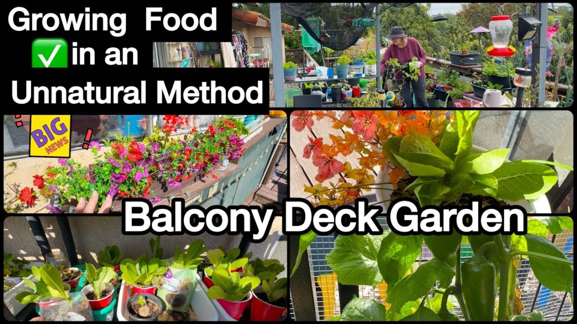 FREE Container Gardening *SUPER TIPS in Small Space Growing Vegetable Garden on Balcony Terrace Deck