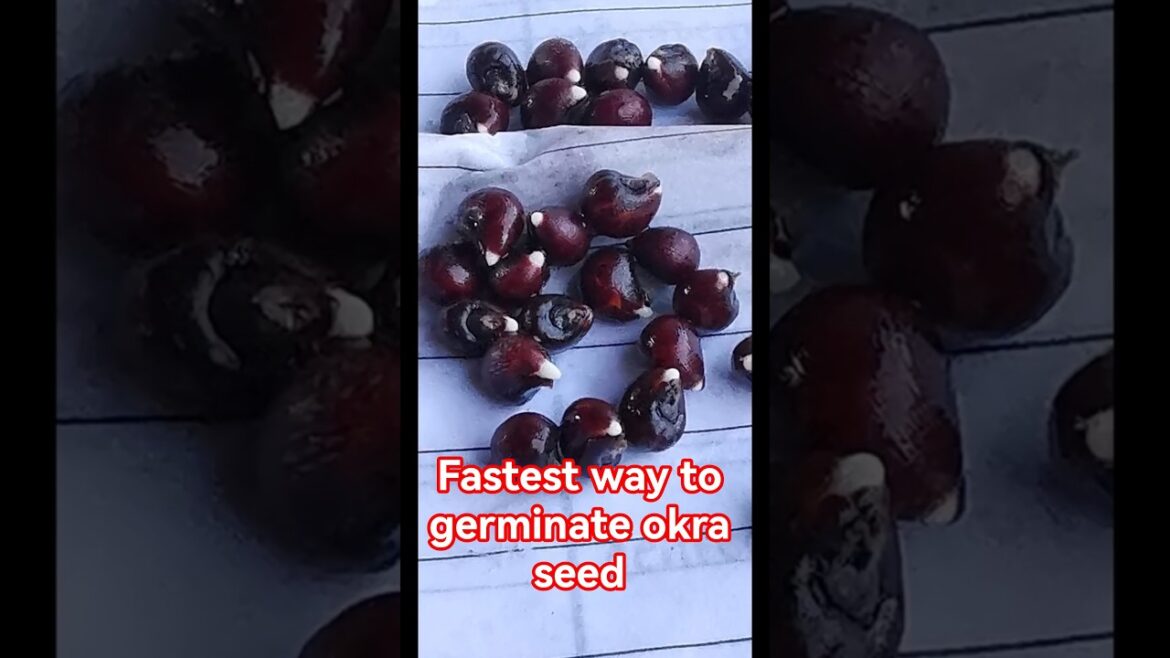 Garden tips 49 – Fastest way to germinate okra seed #okra # Germinate #gardeningtips Garden tips 49 - Fastest way to germinate okra seed #okra # Germinate #gardeningtips