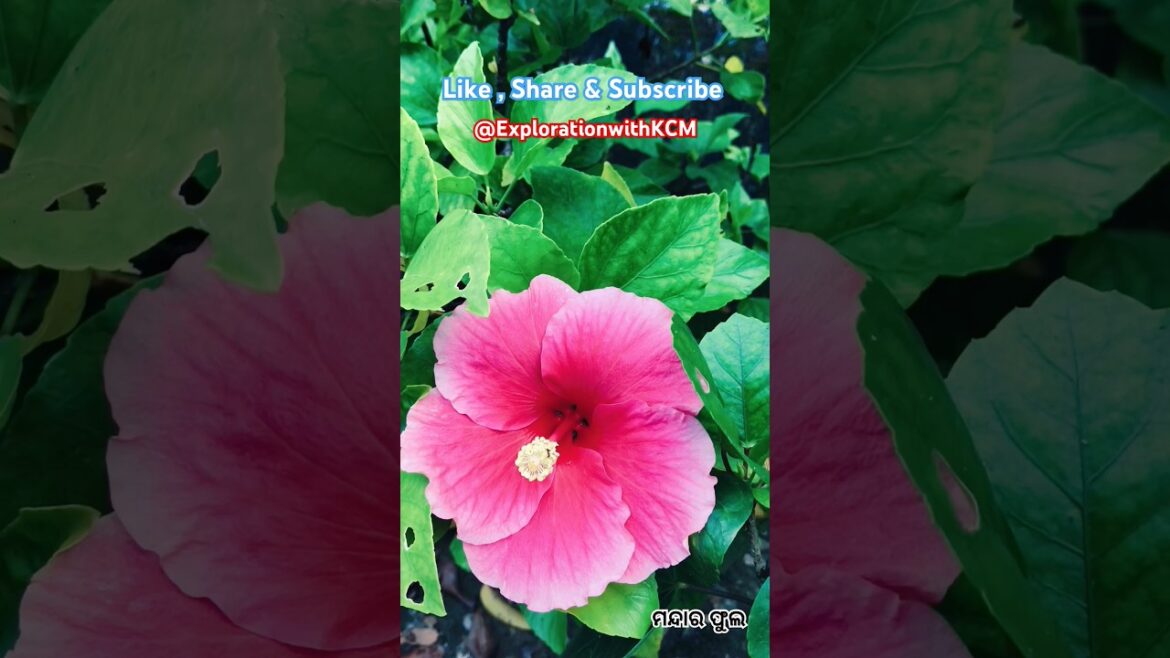 Pink Hibiscus Flower on my roof-top garden . #Morning view#gardenlovers #hibiscus #gardenhouse