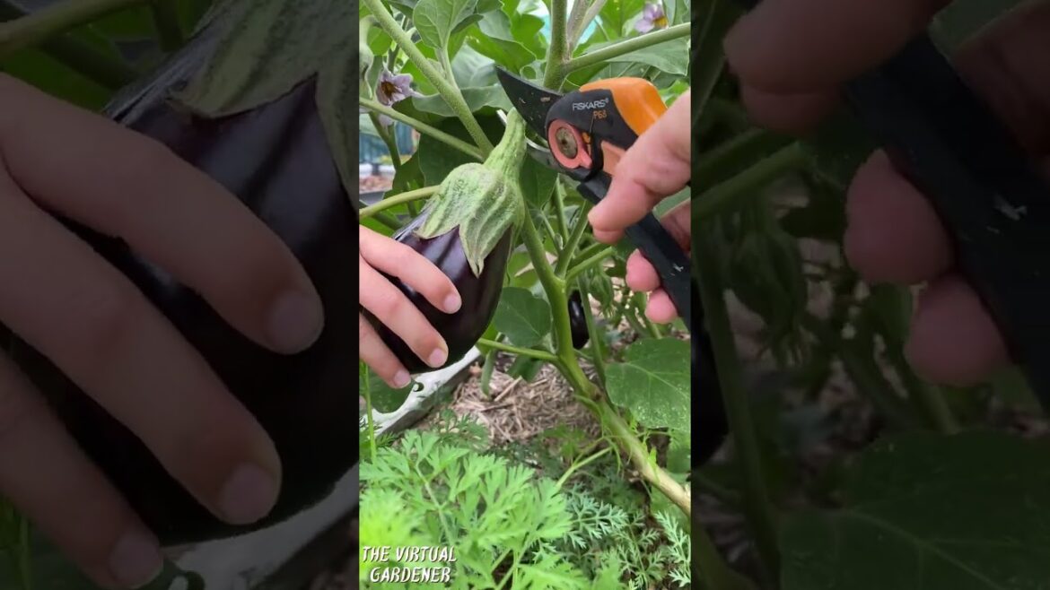 vegetables to grow in zones 9 & 10 warm climate vegetables to grow in zones 9 & 10 warm climate