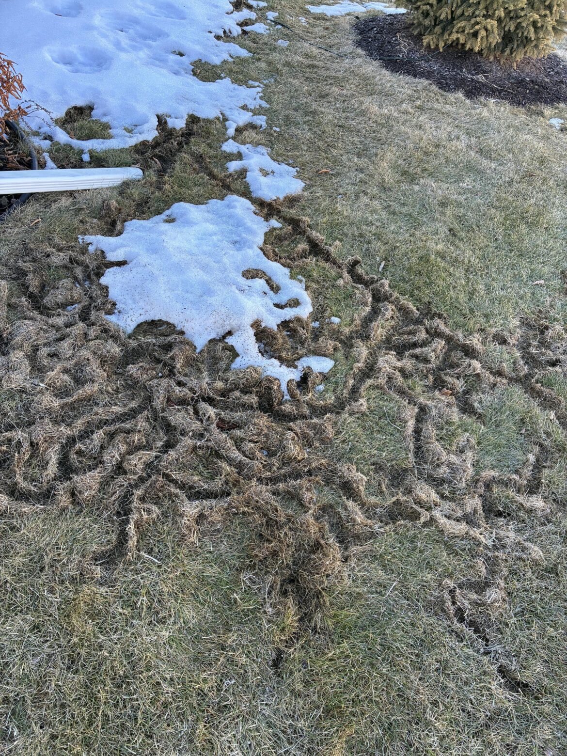 Is this vole damage? Suggestions?