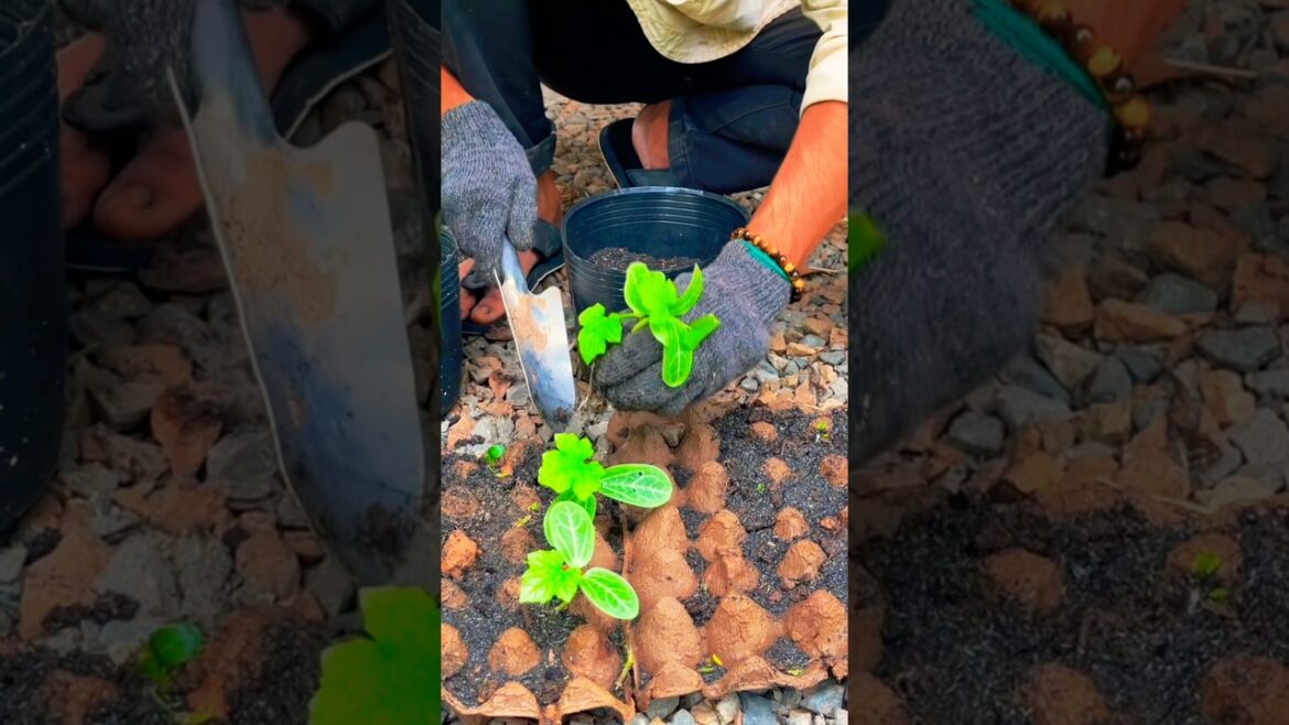 Want the BEST Plants in your Backyard? Watch this