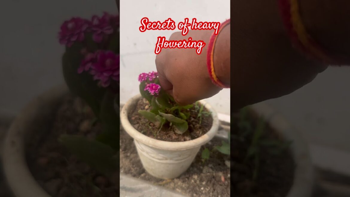 Secrets tips for heavy flowering on Kalanchoe #terracegarden #viral #shorts #gardeningtips #tiktok