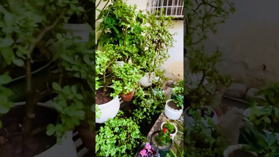 My new Z plants 🪴 #shorts #shortvideo #garden #youtubeshorts My new Z plants 🪴 #shorts #shortvideo #garden #youtubeshorts