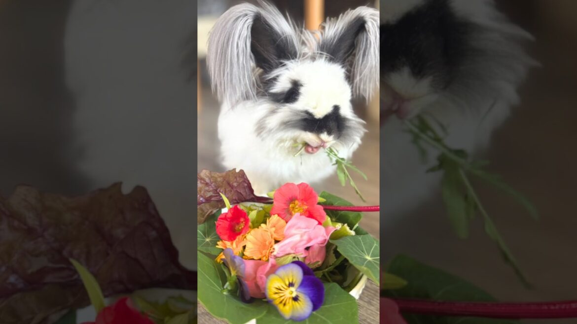 My Favorite COTTAGE Garden FLOWERS – Must Know! My Favorite COTTAGE Garden FLOWERS - Must Know!