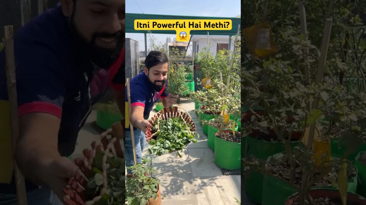 Itni Jaldi Methi Harvest? Saath Mein Janiye Asli Fayde! | #aasanbagwani