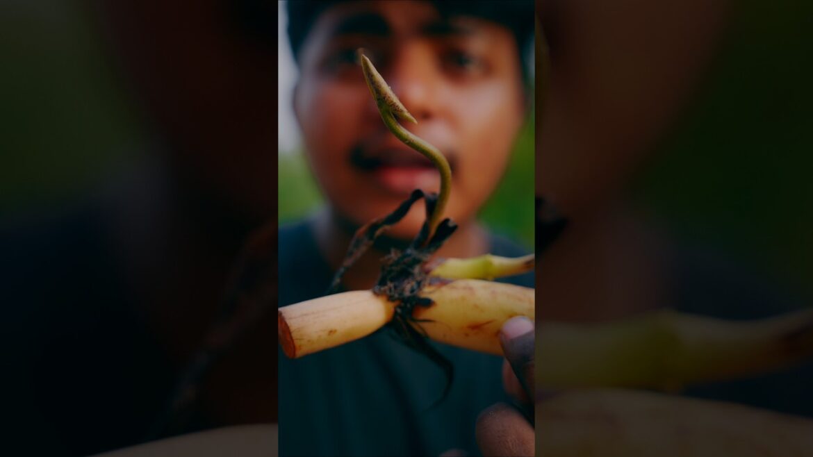 Grow lotus at home 4 #lotus