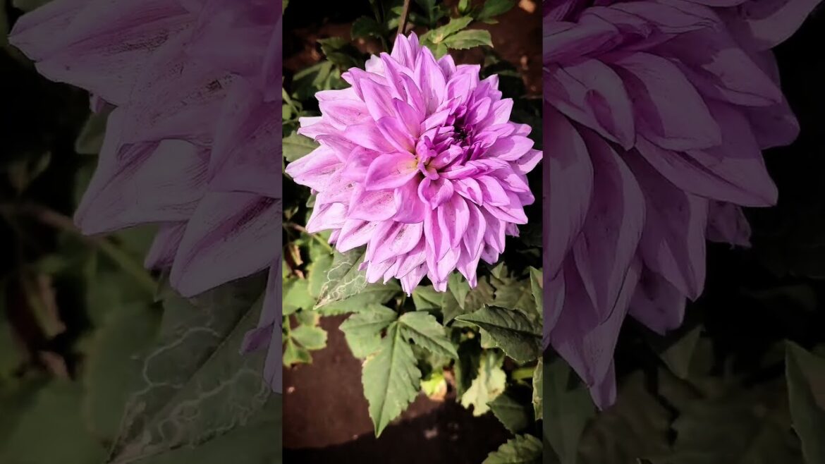 beautiful levender dahlia 💜#flowergarden #gardendesign #love #nature #flower #garden #dahlia #shorts beautiful levender dahlia 💜#flowergarden #gardendesign #love #nature #flower #garden #dahlia #shorts