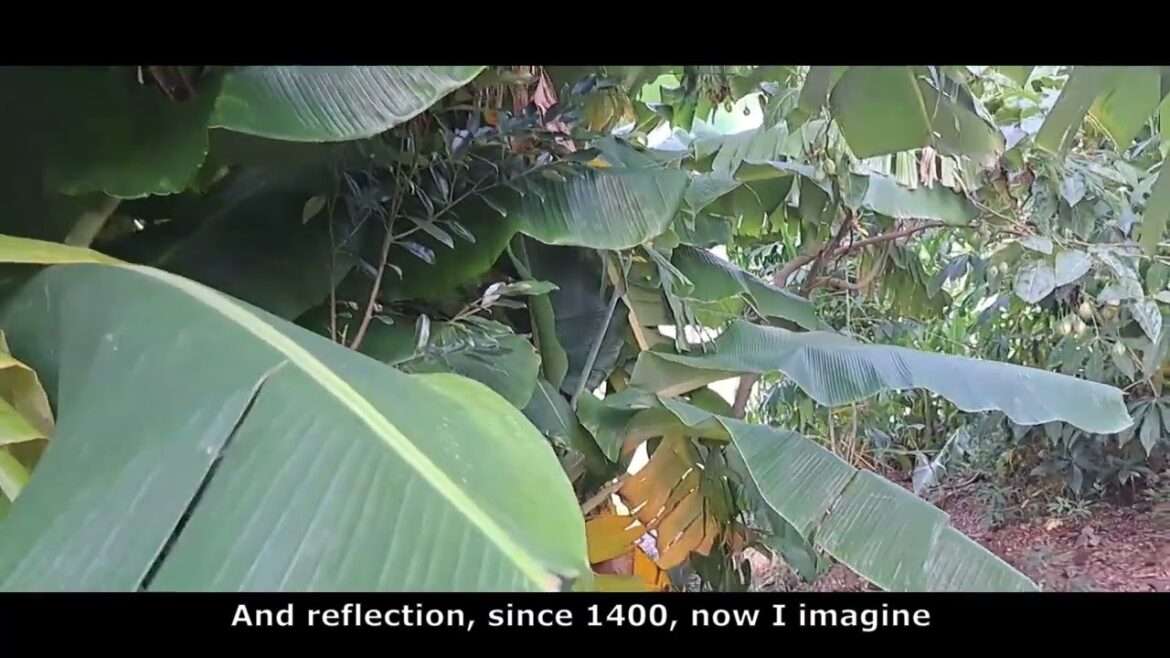 Walking Ediblescapes’ syntropic islands Walking Ediblescapes' syntropic islands