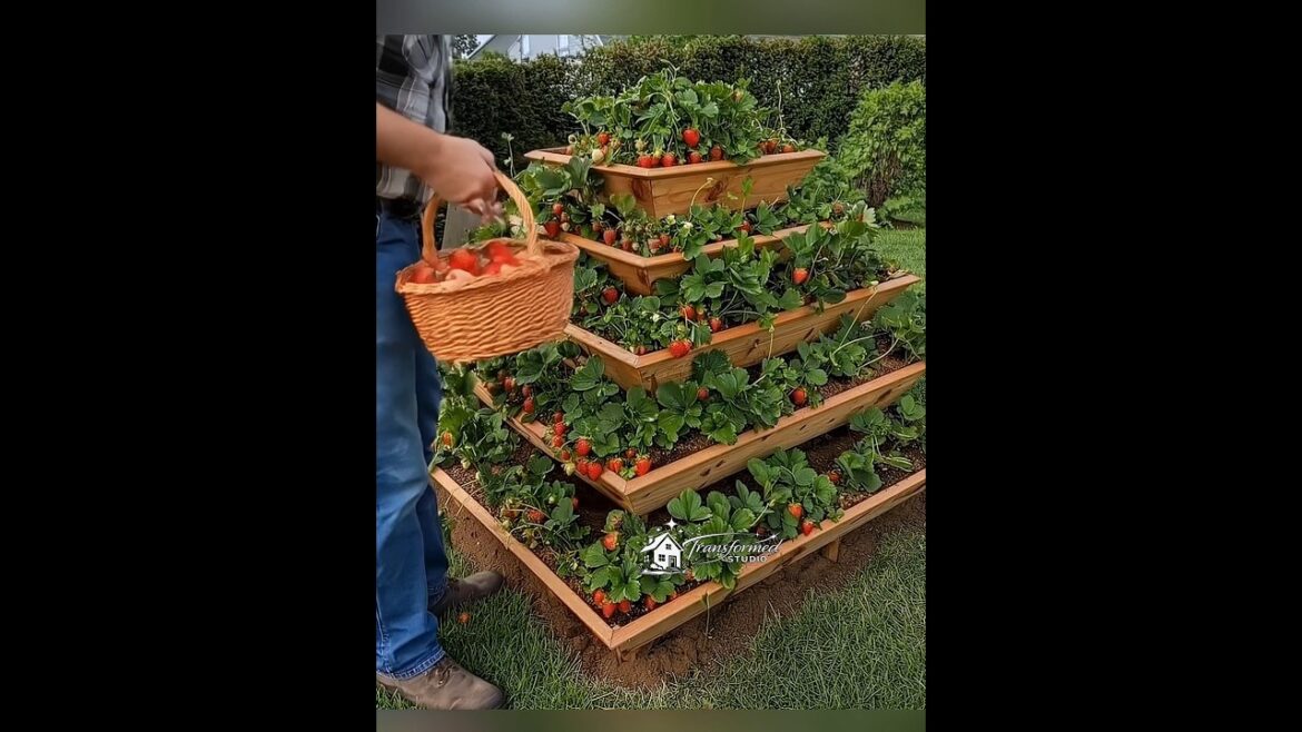 A clever idea to turn a small corner of your back garden into a strawberry harvest. 🍓🌿