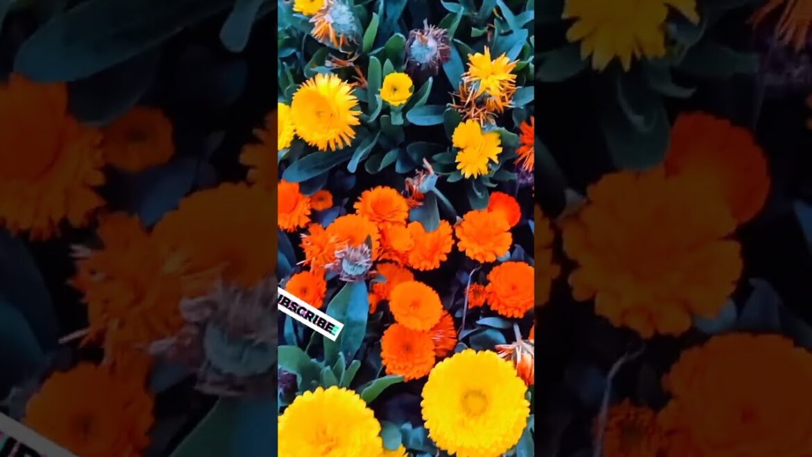 How One Flower Could Save Humanity # 2026 trends # shorts # How One Flower Could Save Humanity # 2026 trends # shorts #