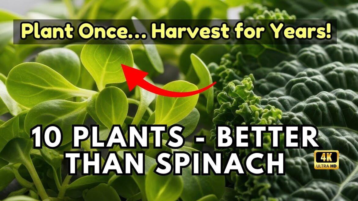 Better Than Spinach | 10 Hardy Plants That Keep Your Garden Productive & Feed You for a Long Time