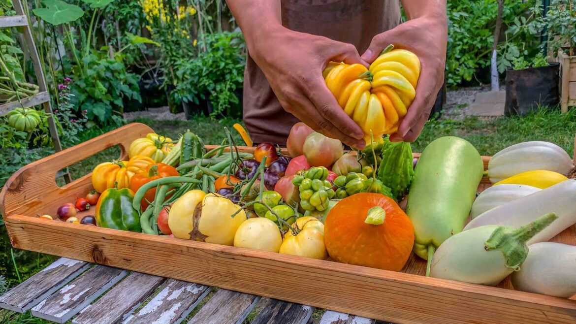 Yes! You can harvest this much in a small space. August Harvest Yes! You can harvest this much in a small space. August Harvest