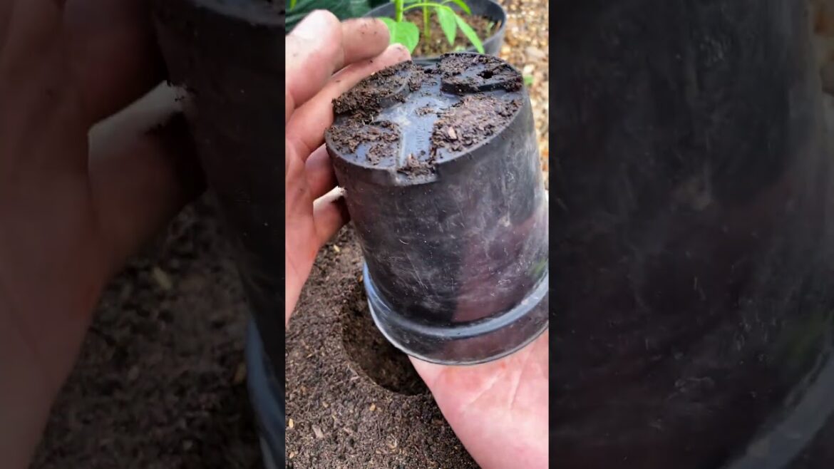 How to plant round purple eggplants so that the plant roots are not damaged #kebunnanad