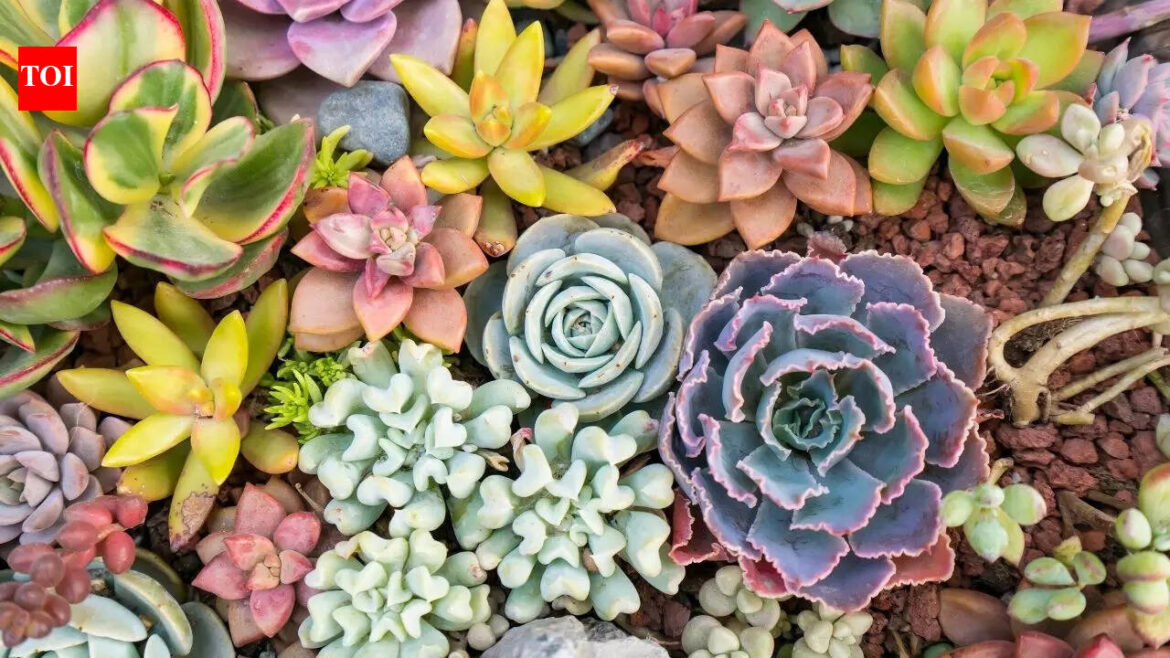 7 colourful succulents for sunny balconies