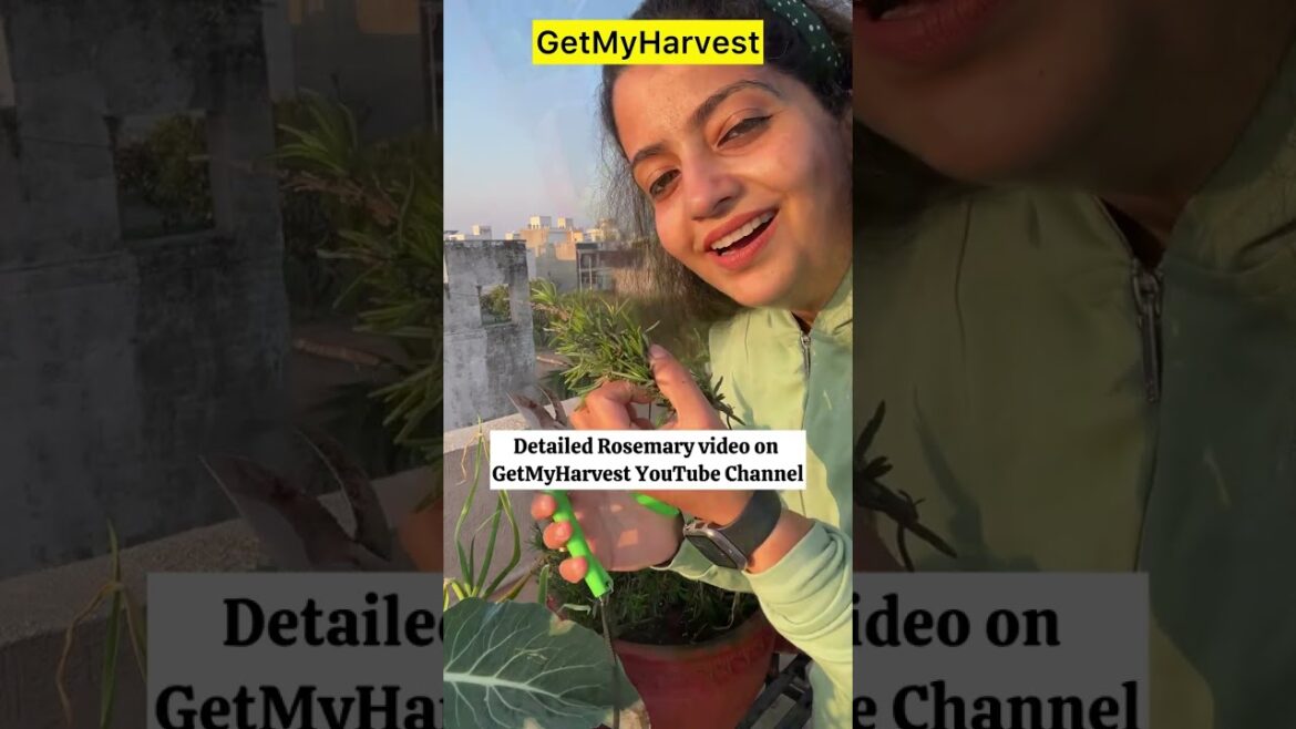 Harvesting Winter Vegetables from Terrace | 3rd Floor Terrace par ek khoobsurat subah #shorts