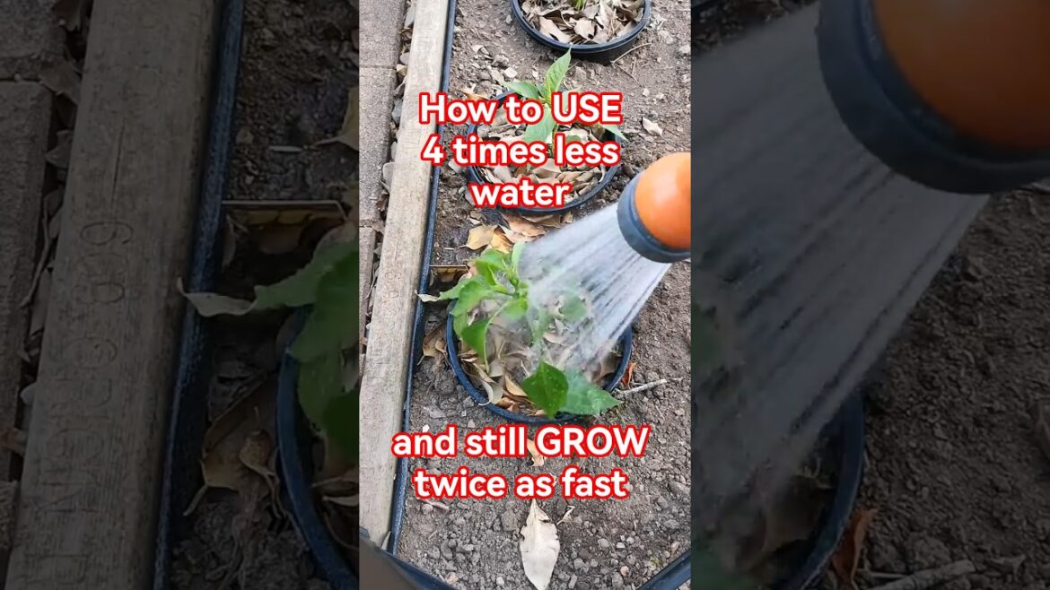 Garden tips 53 – How to use 4 times less water & grow twice as fast #gardening #gardeningtips Garden tips 53 - How to use 4 times less water & grow twice as fast #gardening #gardeningtips