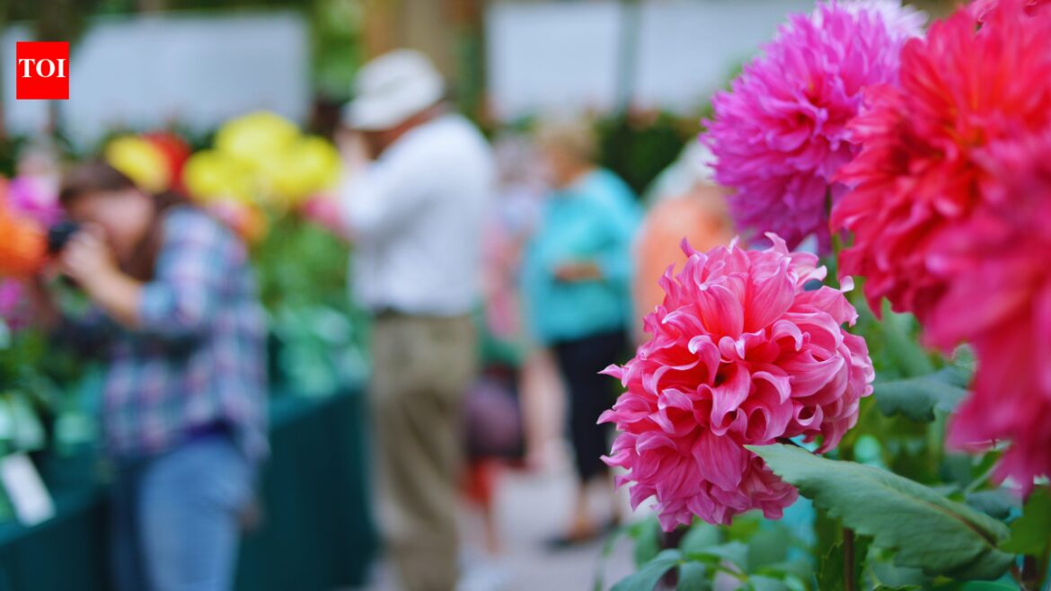 Noida Flower Festival 2026 is back with floral displays and free entry: What visitors need to know | Noida Flower Festival 2026 is back with floral displays and free entry: What visitors need to know |