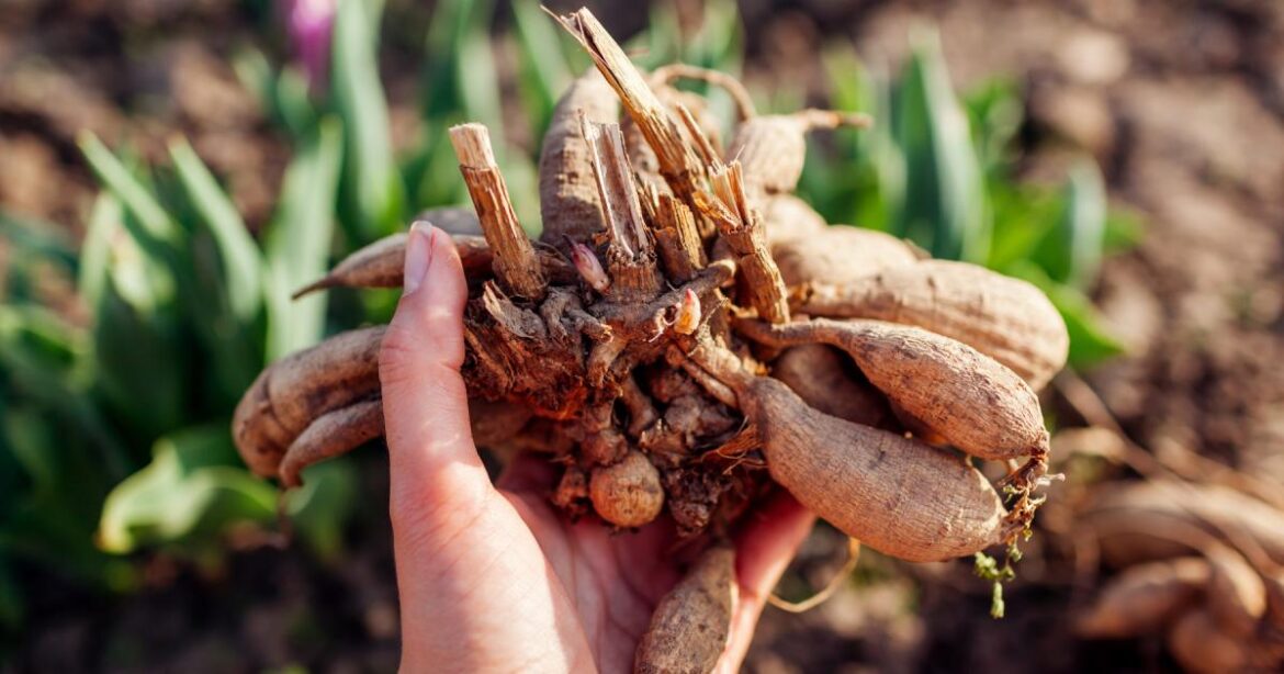 Gardeners urged to sort these five jobs out in February Gardeners urged to sort these five jobs out in February