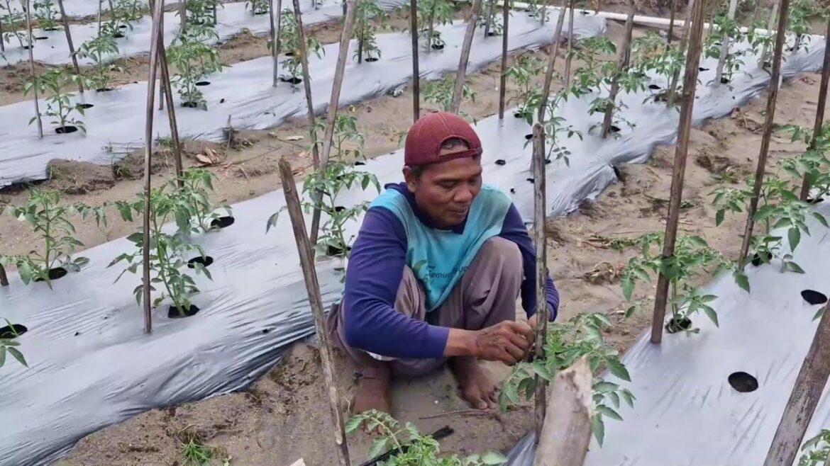 AMAZING FARMING TIP: STOP YOUR TOMATO PLANTS FROM TOPPLING OVER! -agriculture trends