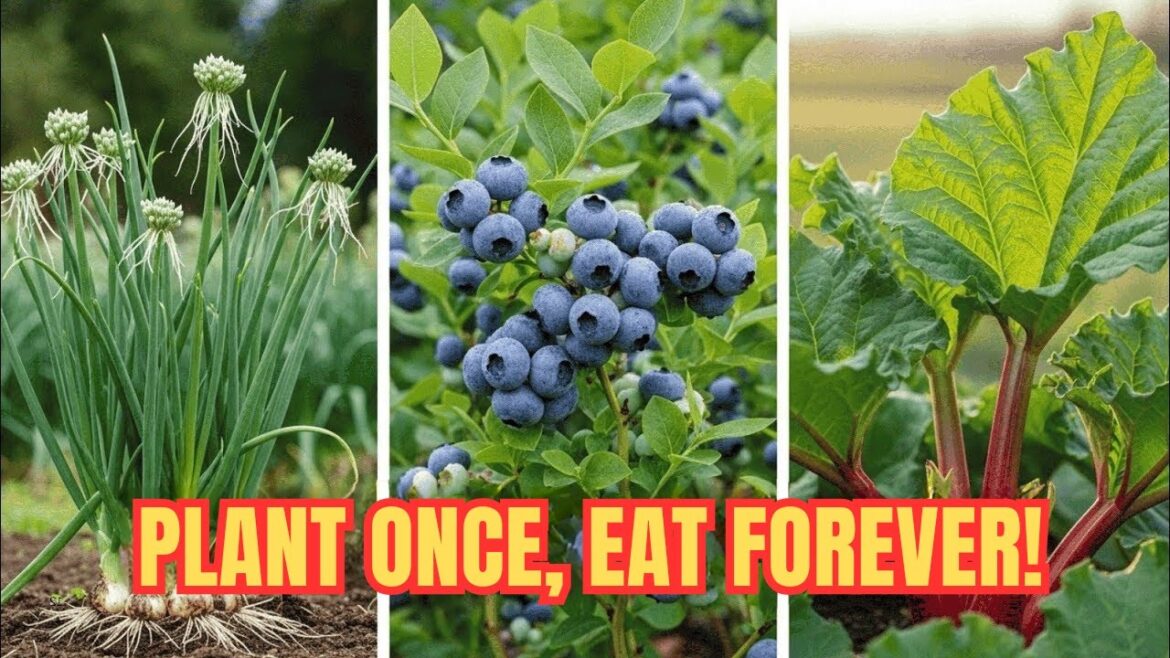 These 9 Vegetables Grow Like Fruit Trees! Plant Once, Eat Forever