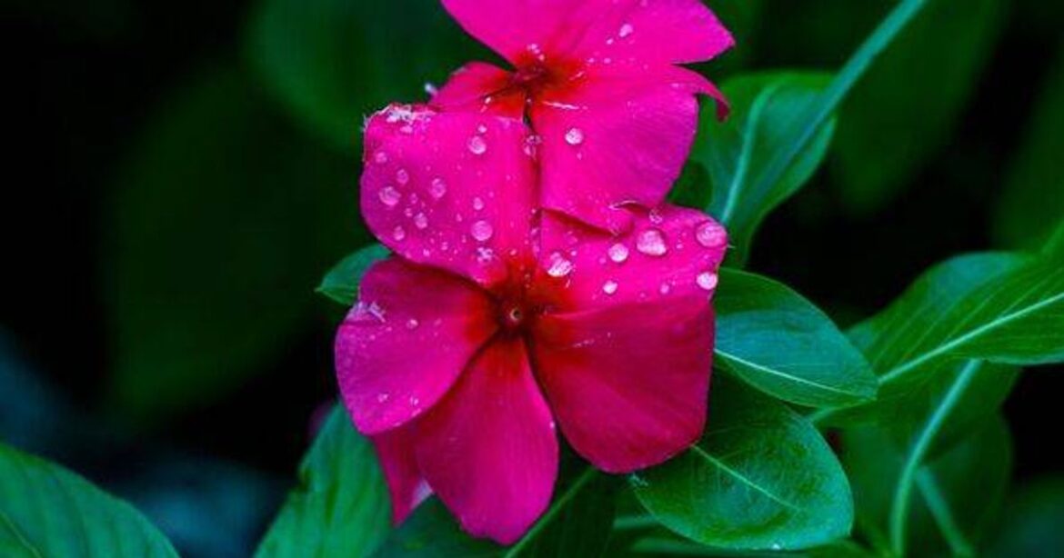 Gardeners’ World presenter names nine plants that will cover garden gaps Daily Mirror