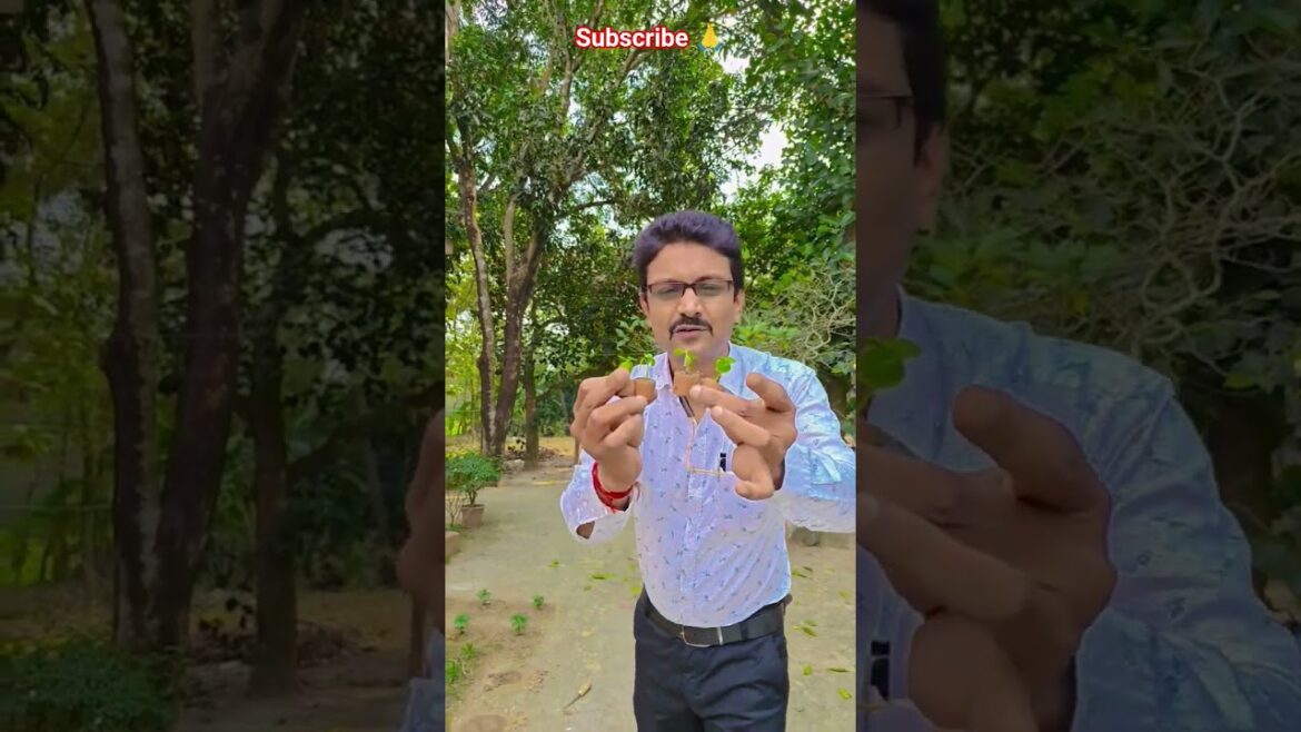 স্পেনজি ফুলগাছ আমার বাগানে #garden #gardening #flowers #nursery #UpdateGardening #chadbagan