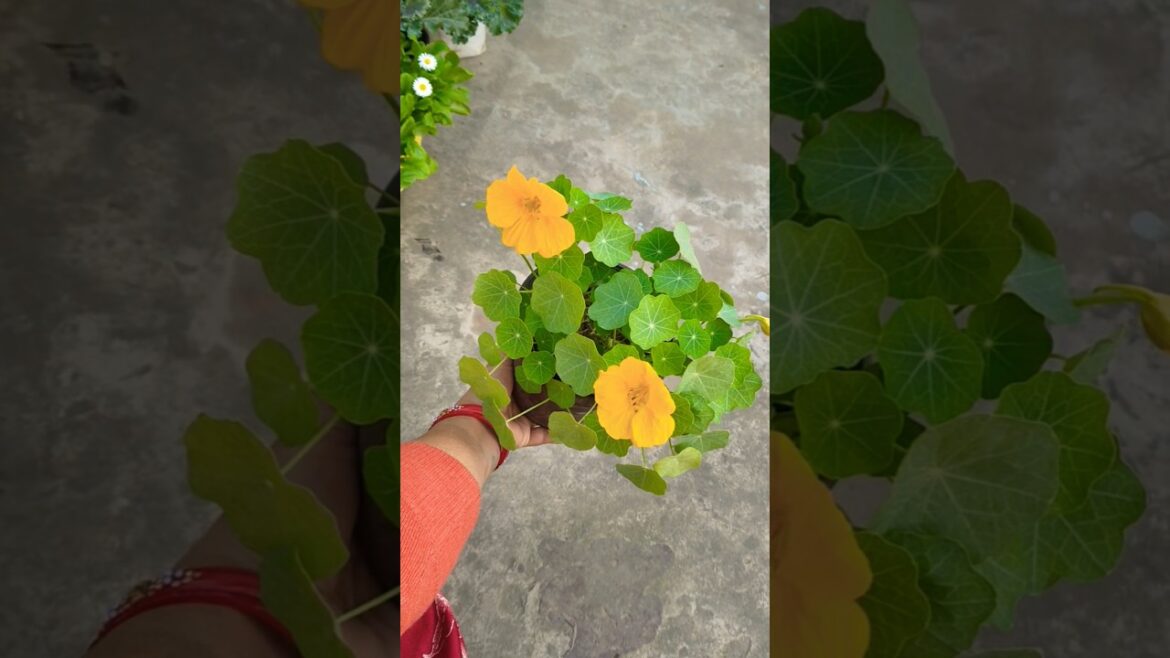 Nasturtiumगोल पत्तियों वाला जादुई पौधा! 🍀#garden #shorts 🌺🌺