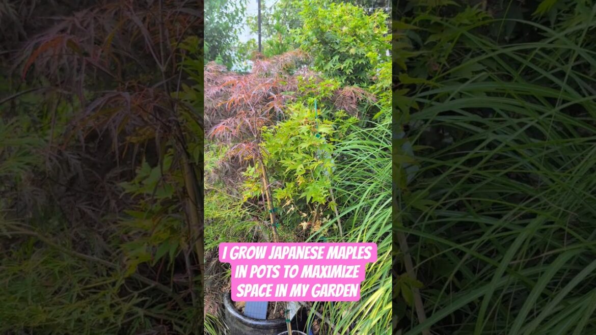 I Grow Japanese Maples in Pots to Maximize Space in My Garden #japanesemaple #japanesegarden #garden I Grow Japanese Maples in Pots to Maximize Space in My Garden #japanesemaple #japanesegarden #garden