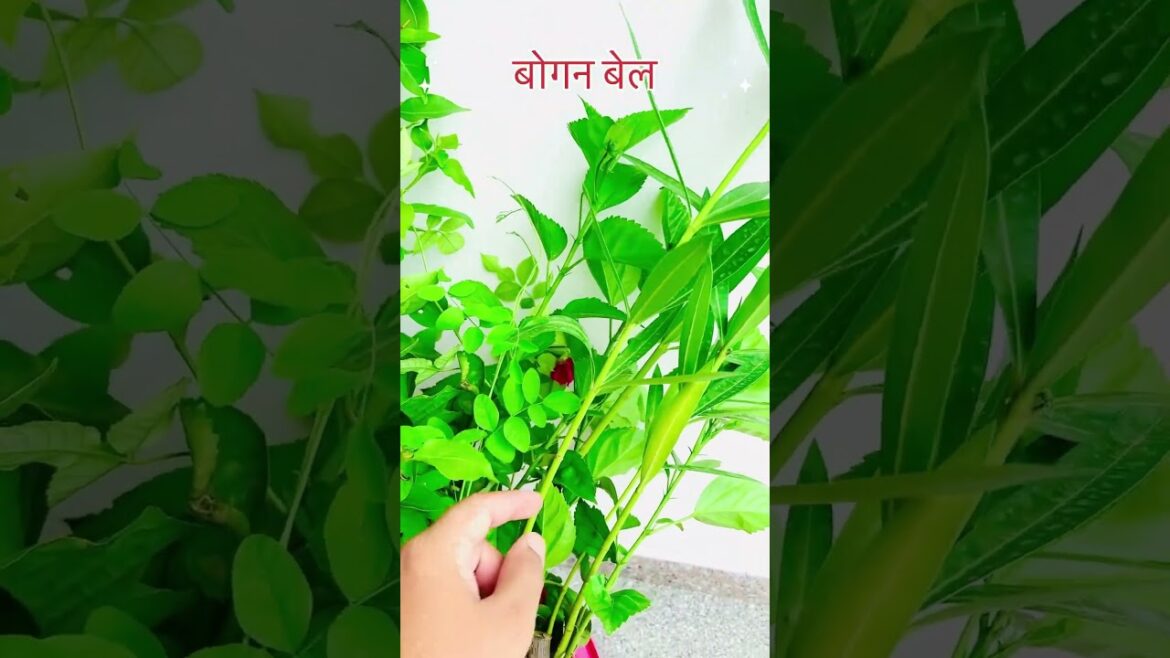 Nursery se laaye ye 5 permanent plants 🪴#ytshorts #garden #plants #nursery #shortsfeed Nursery se laaye ye 5 permanent plants 🪴#ytshorts #garden #plants #nursery #shortsfeed