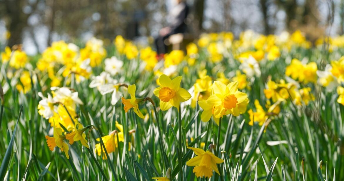 Gardeners urged to keep their eyes peeled for rare daffodil Wales Online