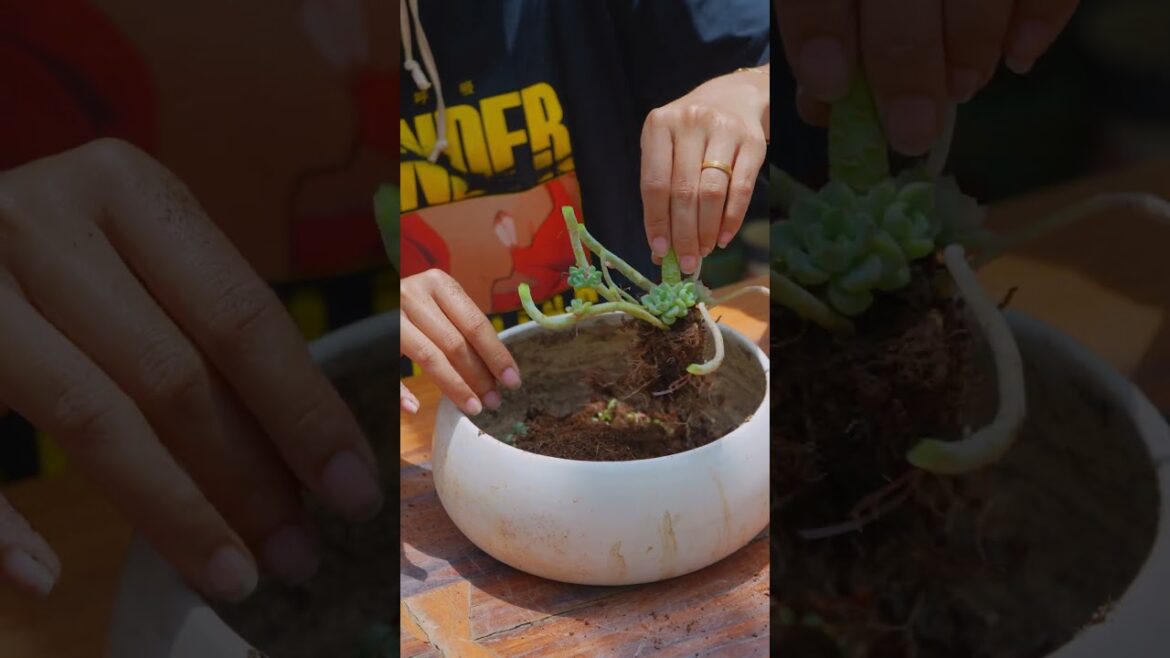 Easy trick to get succulent with many heads // Joy Garden Easy trick to get succulent with many heads // Joy Garden
